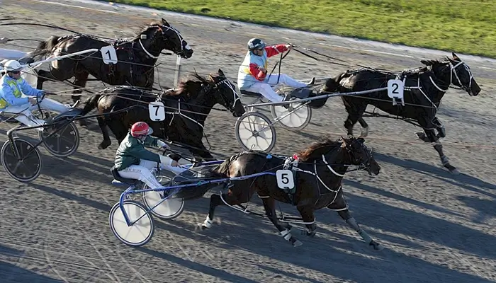 harness jewels horse race