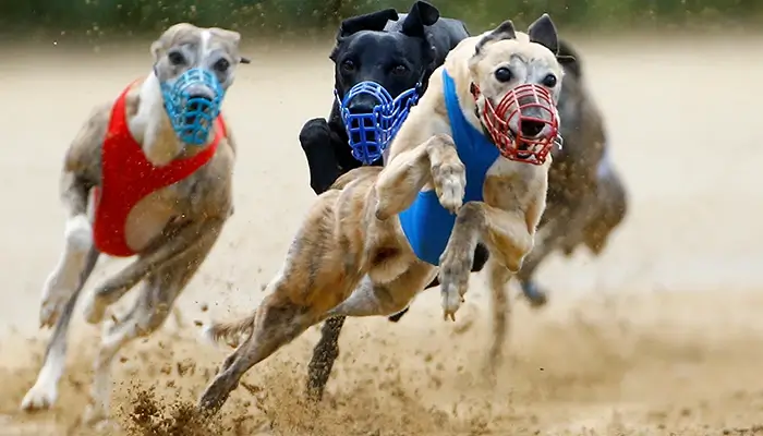 greyhounds racing