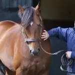 owner with a horse